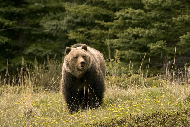 Ode to a Cuddly Bear